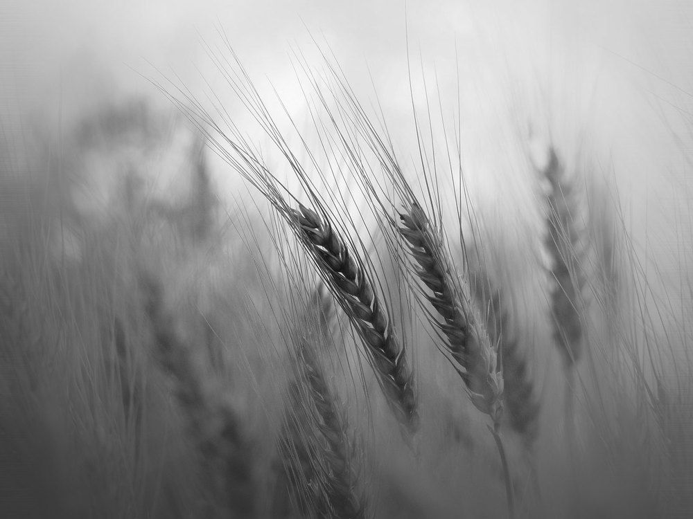 Photograph by Farid Ataei