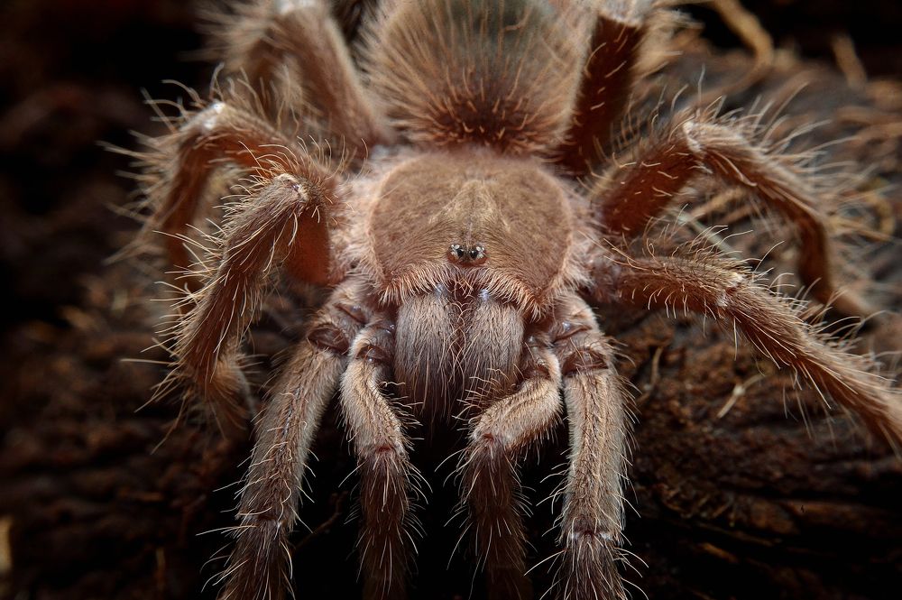 Lasiodora parahybana