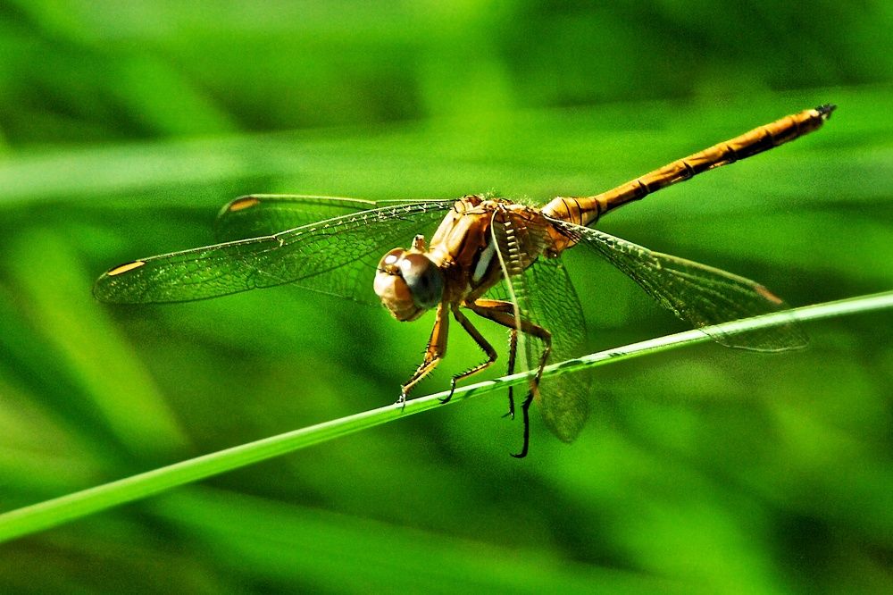 libélula de Droh.