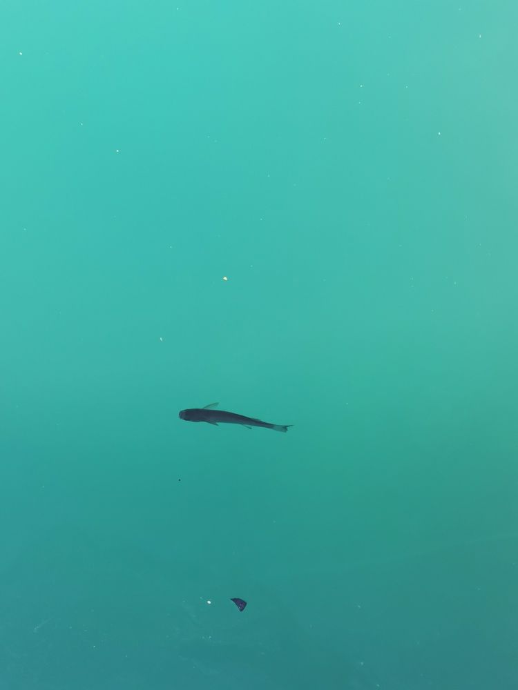 Фотография автора Alena Urlic