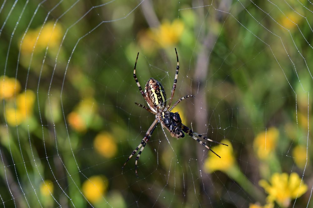 Паук с добычей