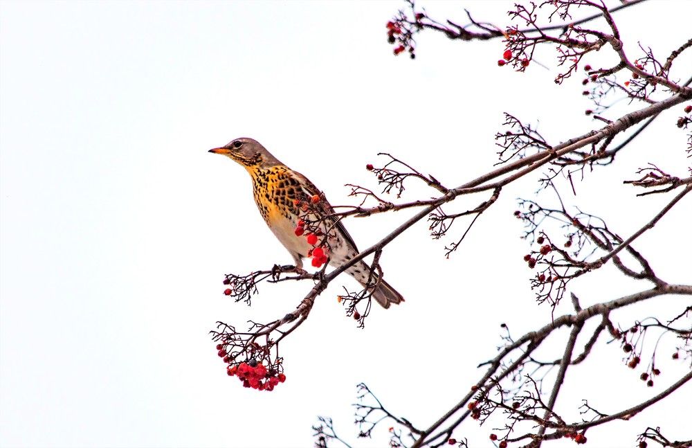 Дрозд рябинник-2
