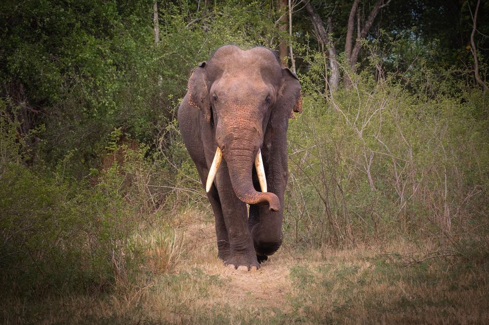 Photograph by Bimsara De Alwis