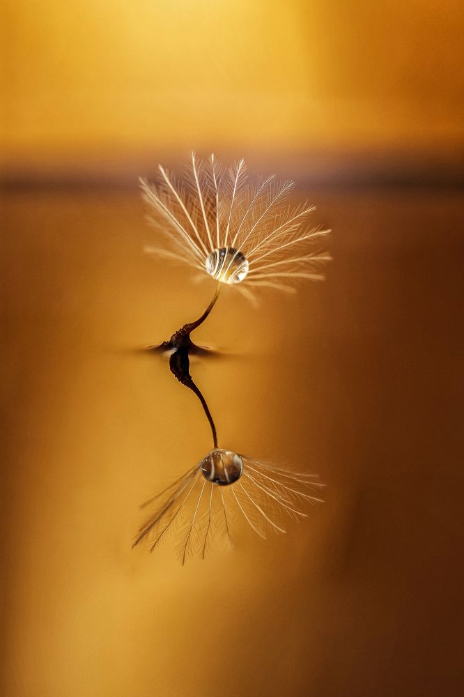 Photograph by António Manuel de Pereira