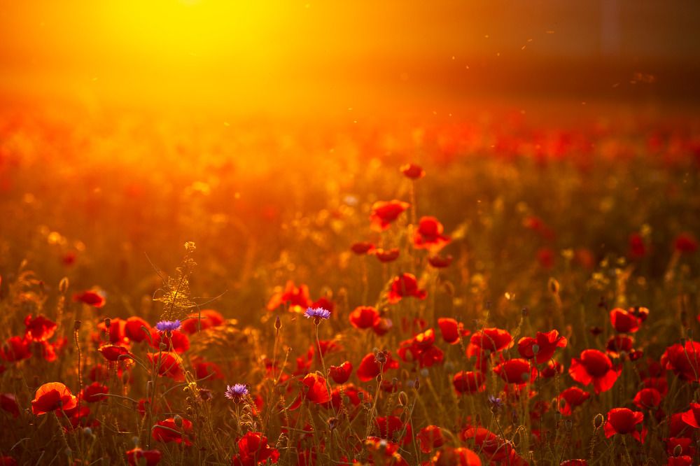 Photograph by Wiktor Kulesa