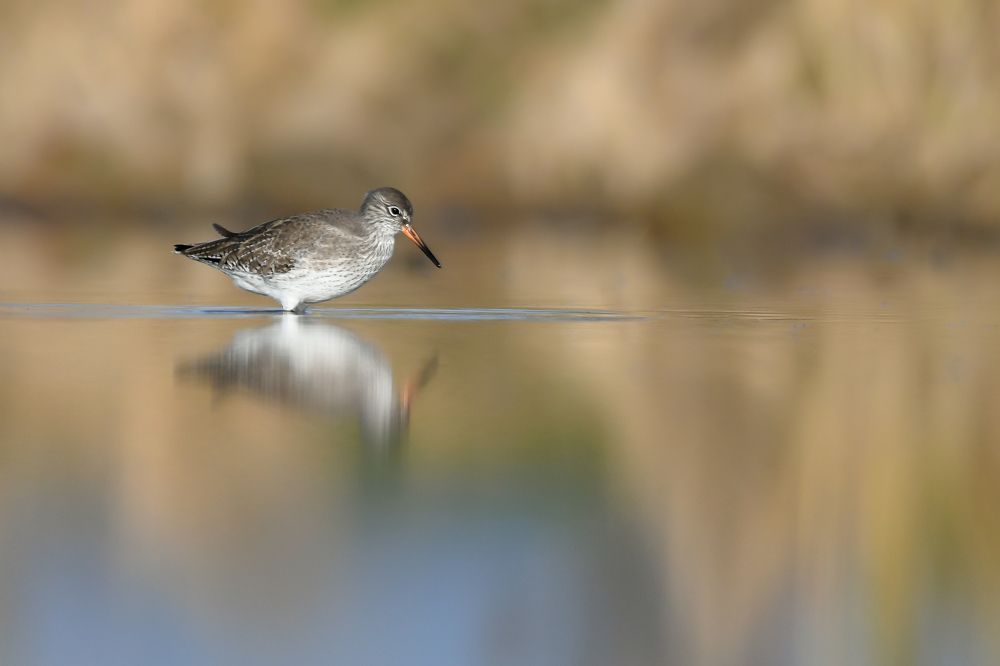 Looking for breakfast