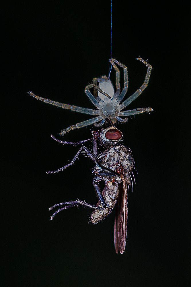 Photograph by René Richard Verona