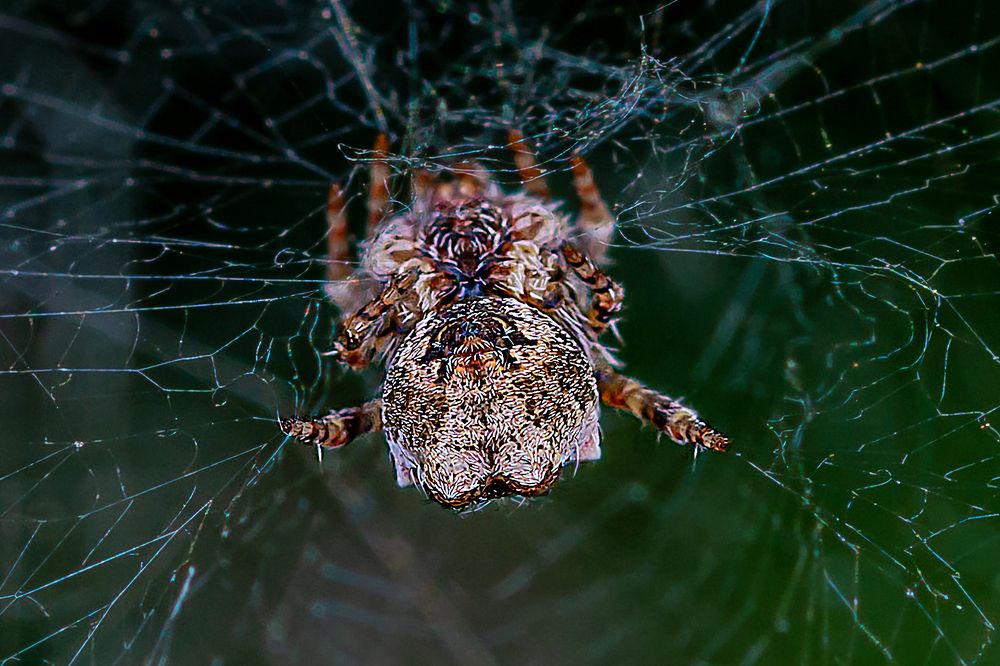 Photograph by René Richard Verona