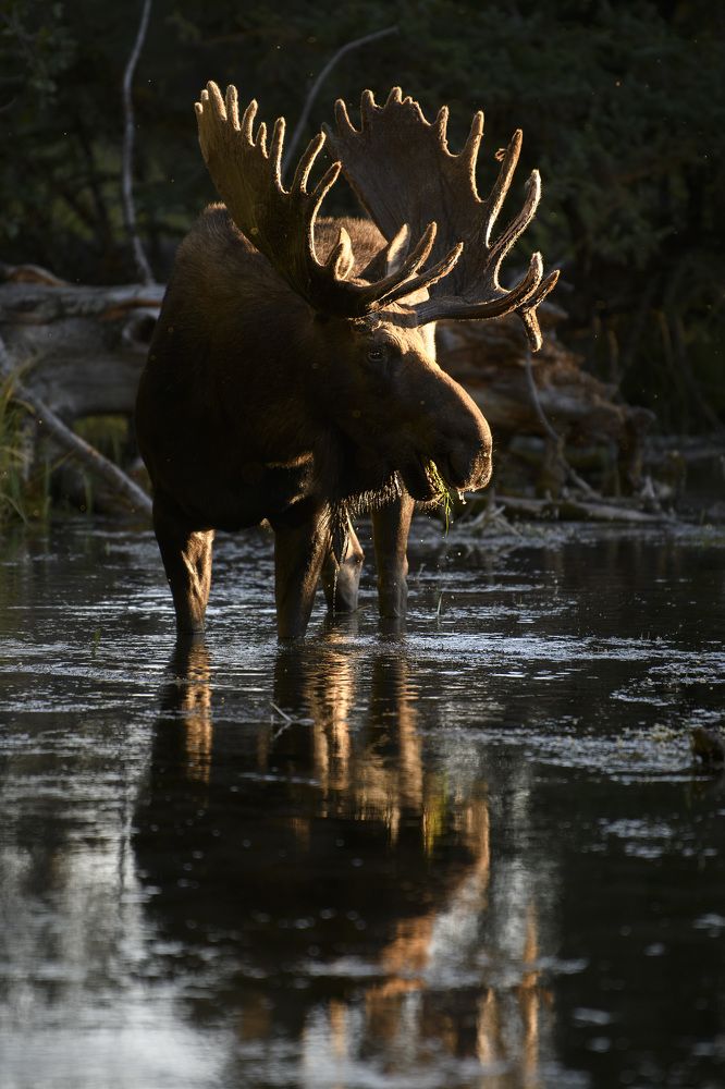 Photograph by Jorn Vangoidtsenhoven