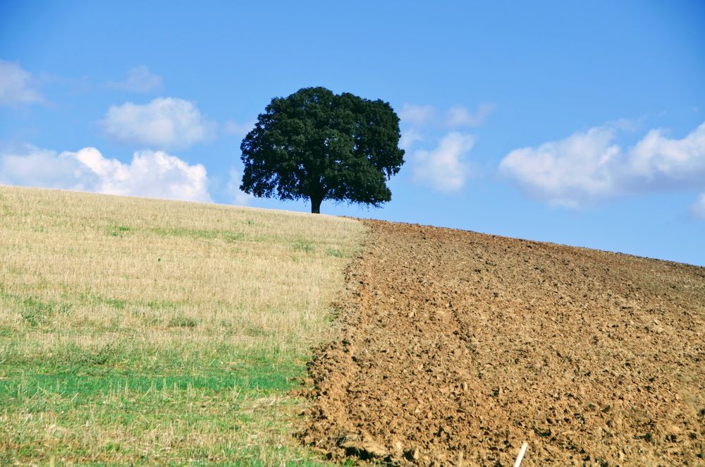 Photograph by Maria Teresa Teixeira de Sousa