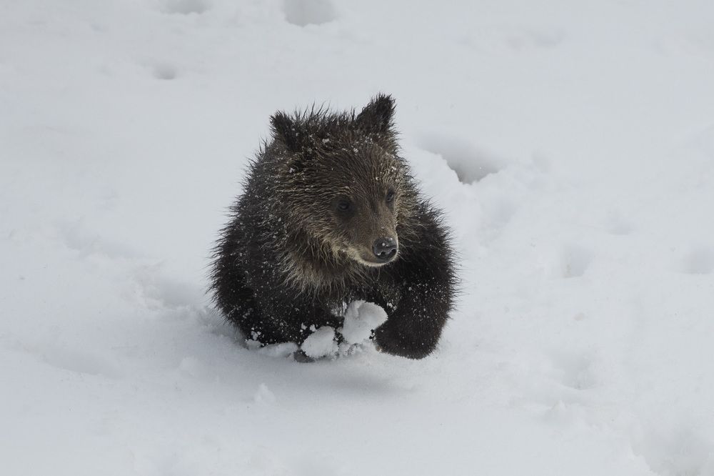 Grizzly Cubs