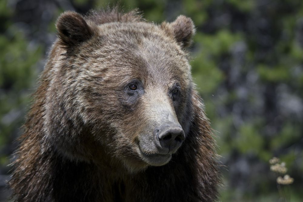 World Famous Grizzly 399