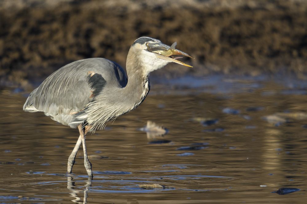 Great Blue Heron