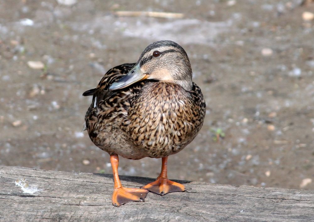 Photograph by Глеб Кузьминых