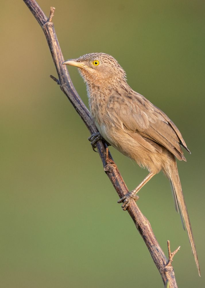 Photograph by Pinak Paul