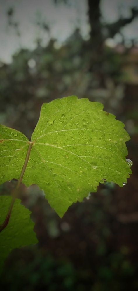 Photograph by muhammed afrid azad km