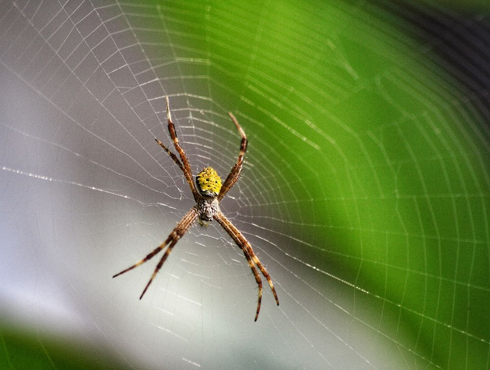 Photograph by  Oscar Simon Wiryahanjaya