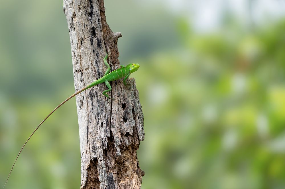 Photograph by Anand R J