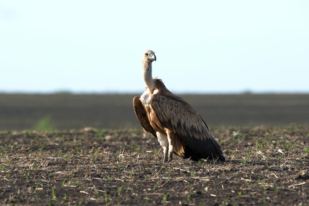 Случайный гость Поволжья...