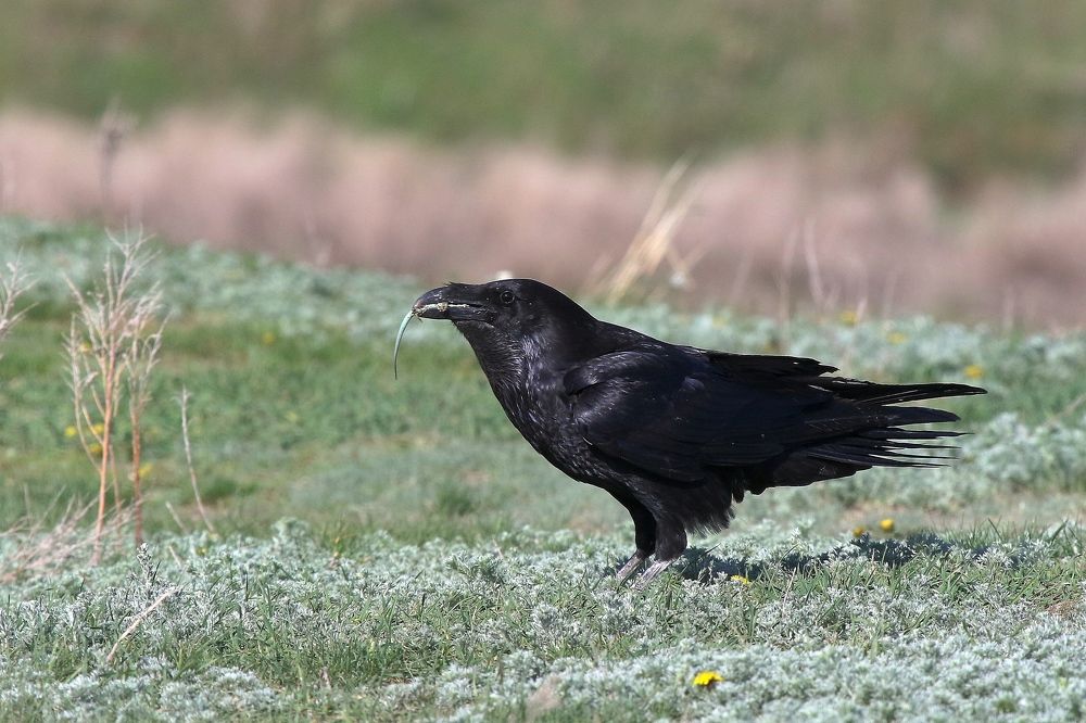Ворон с добычей