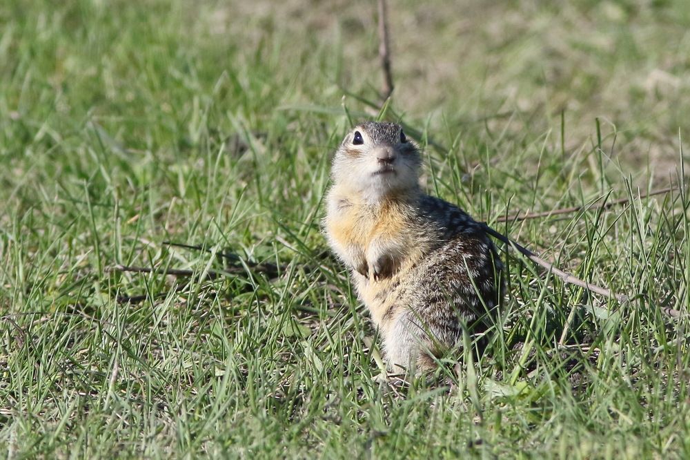 Замер столбик средь травы, глазками туды-сюды.