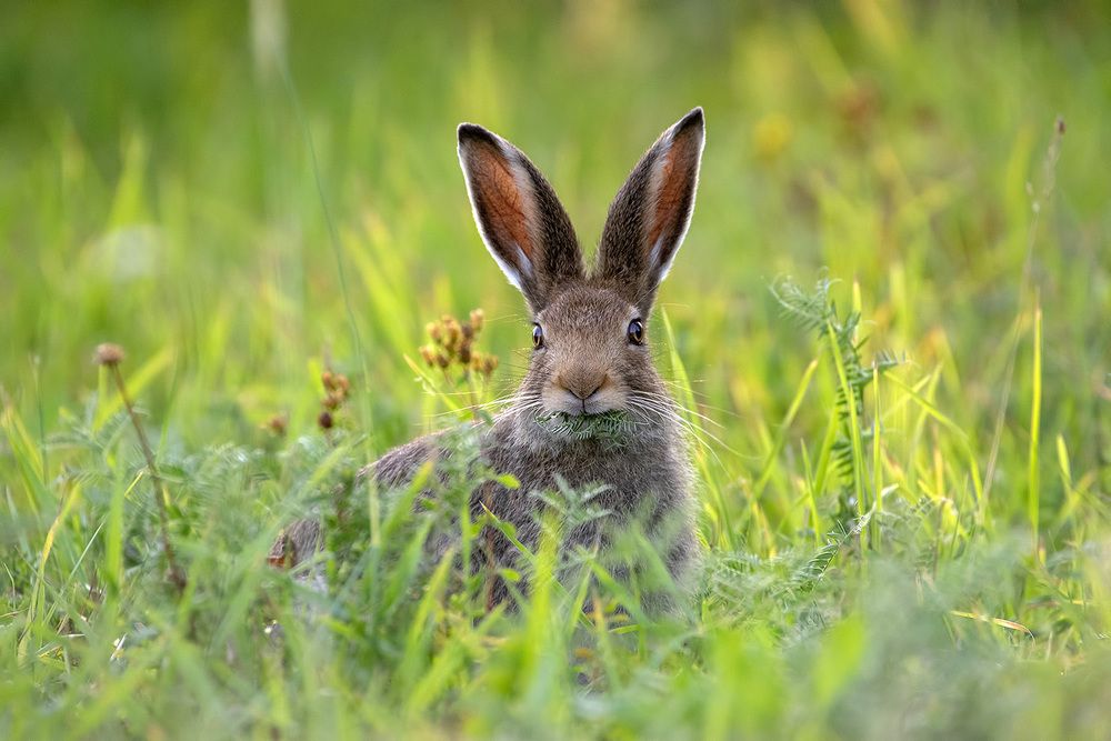 Photograph by Владимир Письмак