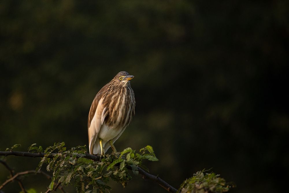 Indian Pond Heron