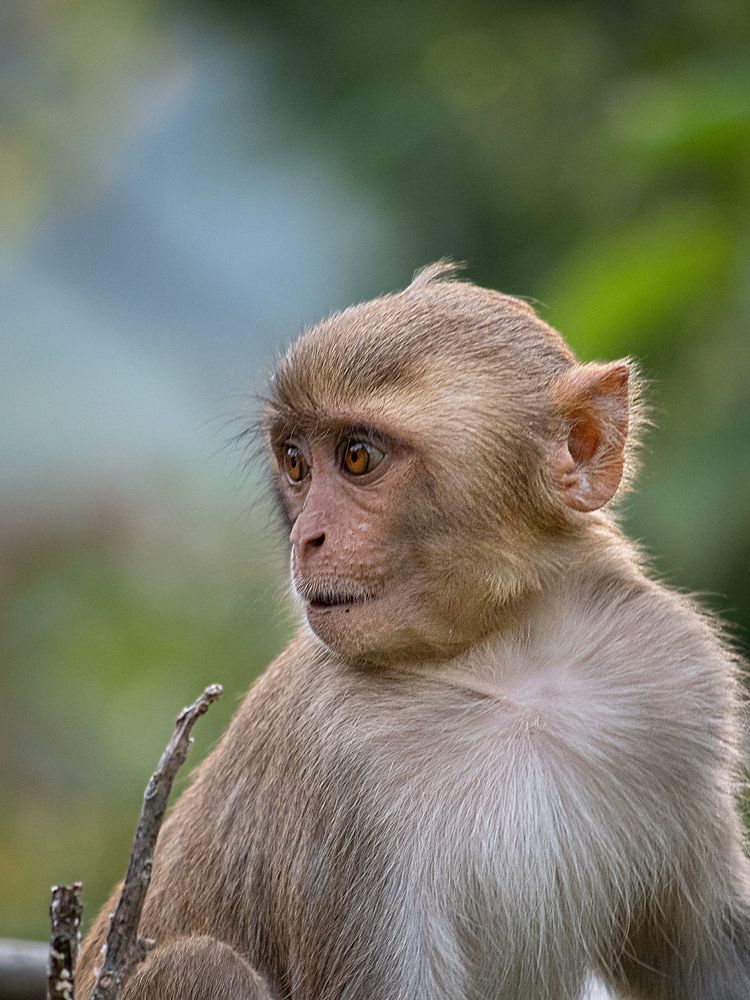 Cuteness Of Monkey