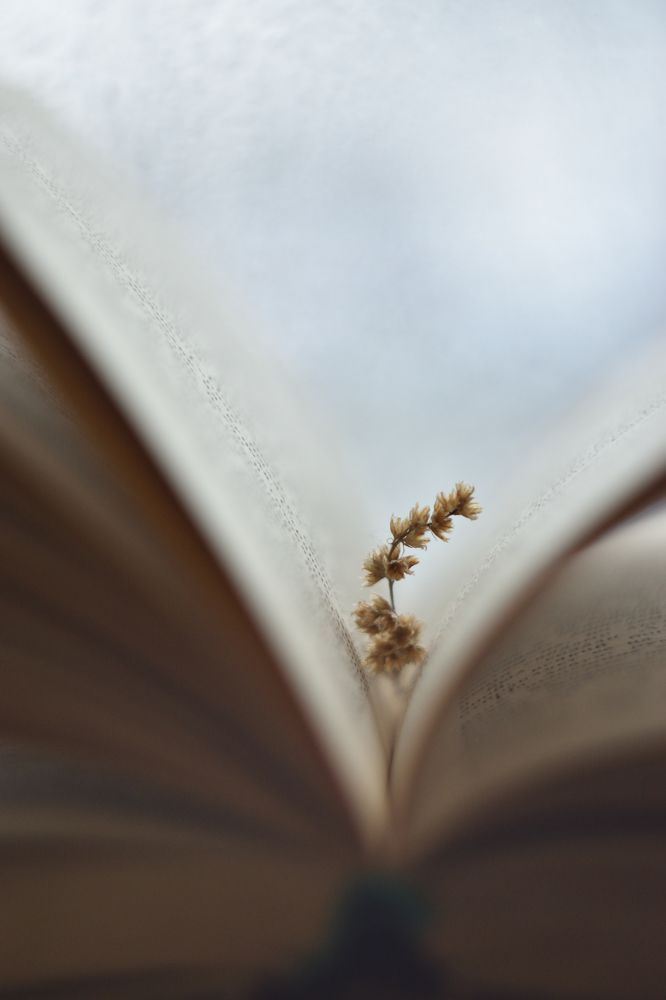 Книги открывают прекрасное.