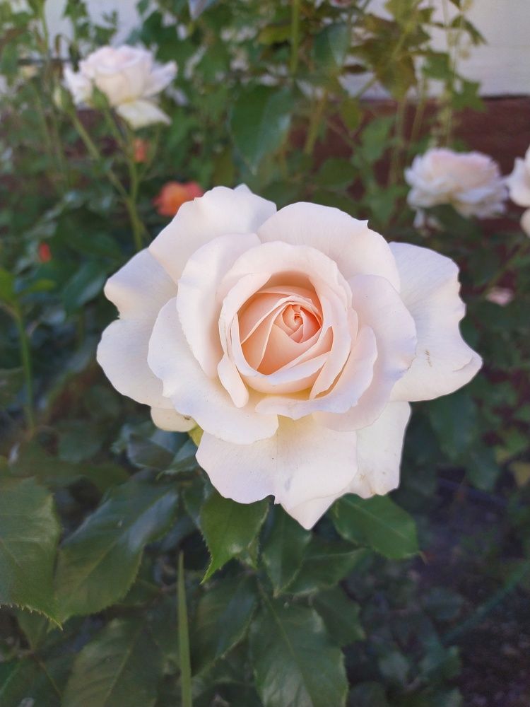 Photograph by Анна Паулюконети