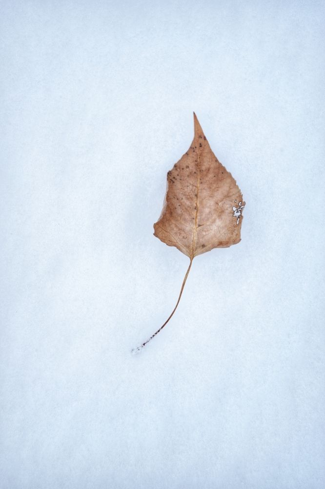 Остатки осени