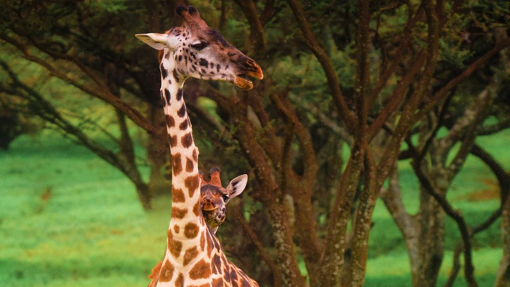 Photograph by Artem Khazov