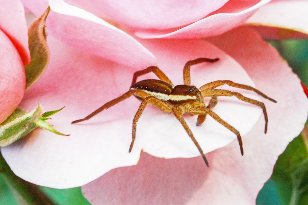 Photograph by Эдуард Шадров