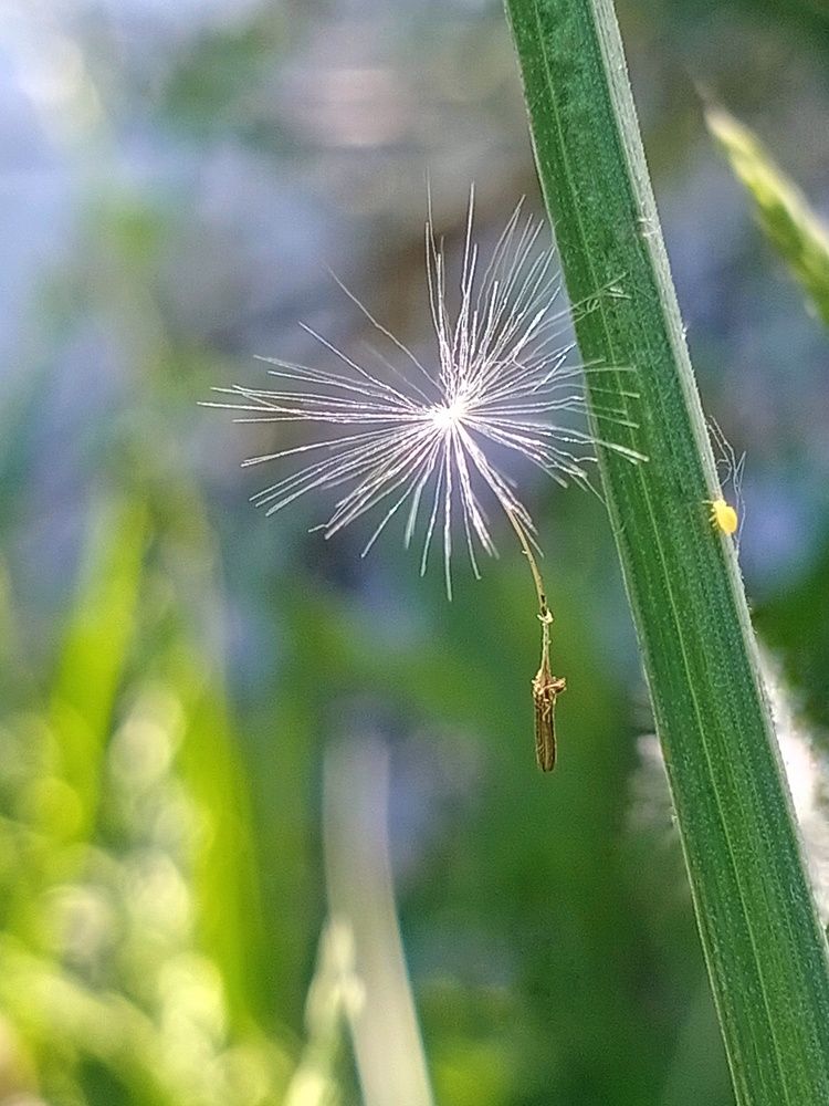 Лёгкое дыхание лета