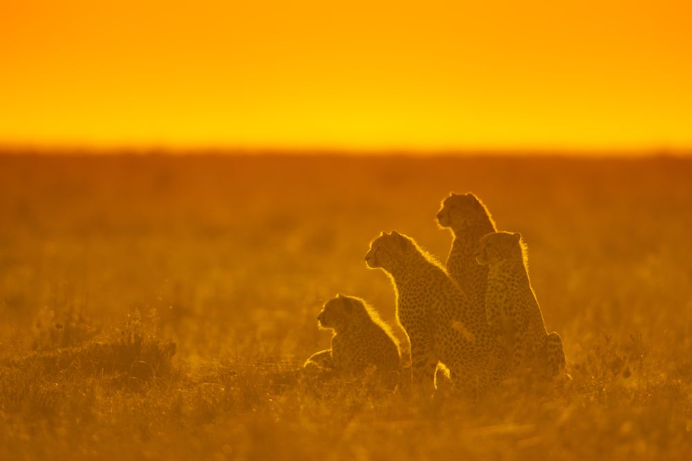 Photograph by Dilip Shah