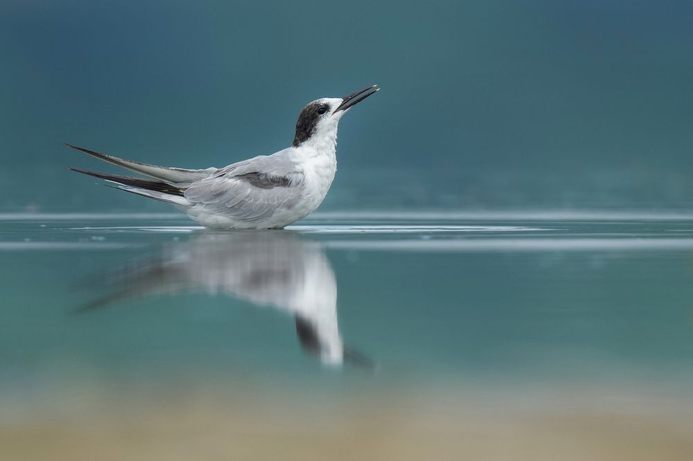 sandwich tern reflection