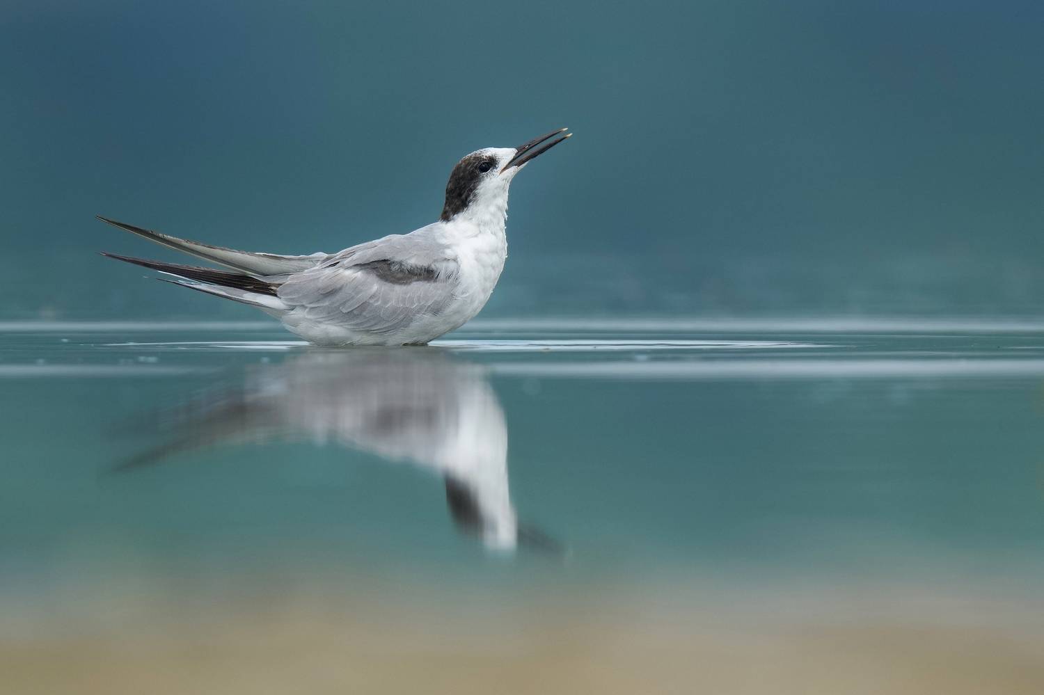 sandwich tern reflection