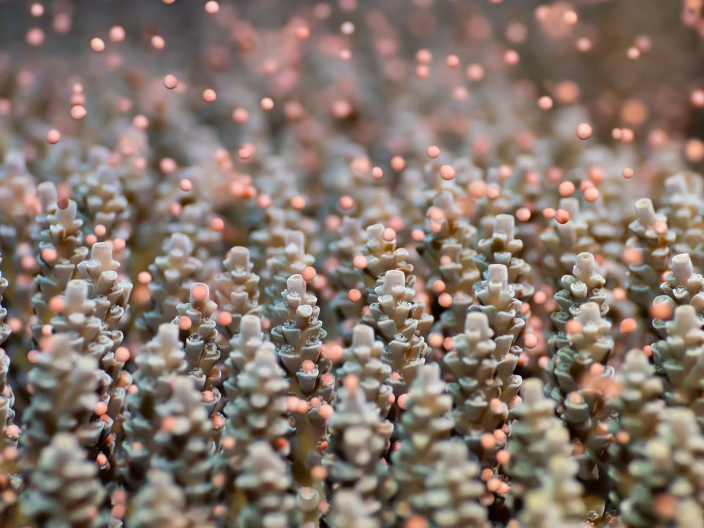 Explosive power of life