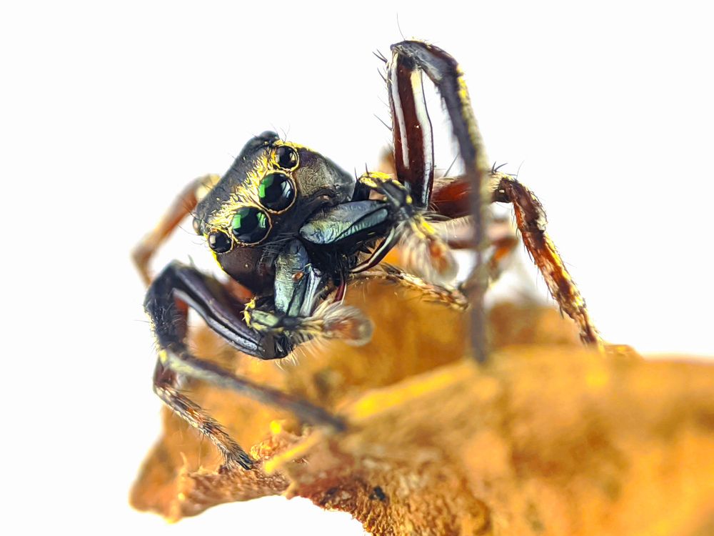 Photograph by Reynaldo Maynes