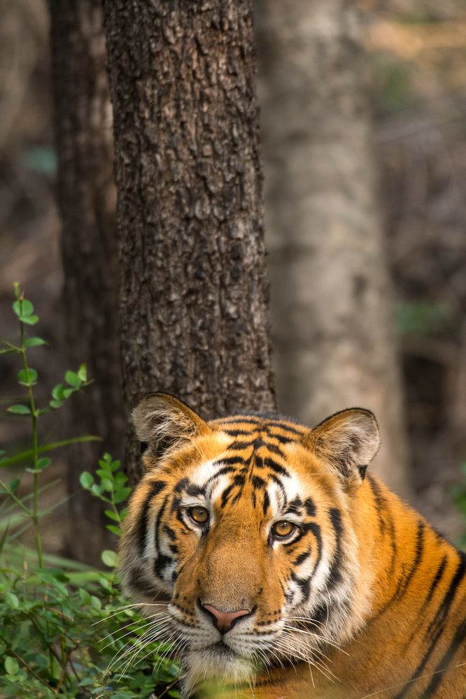 Photograph by digambar chaple