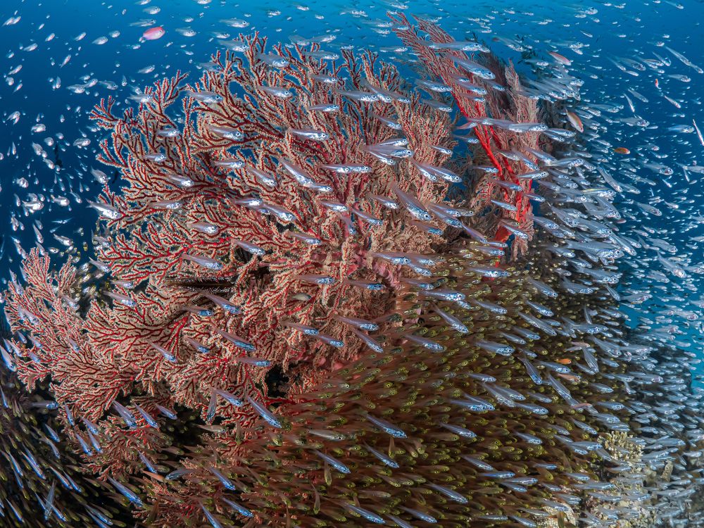 The palace of the sea dragon King