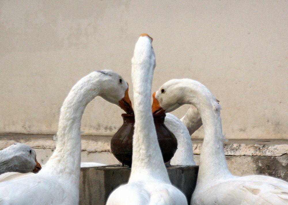 Photograph by MAHMOUD AKBAR