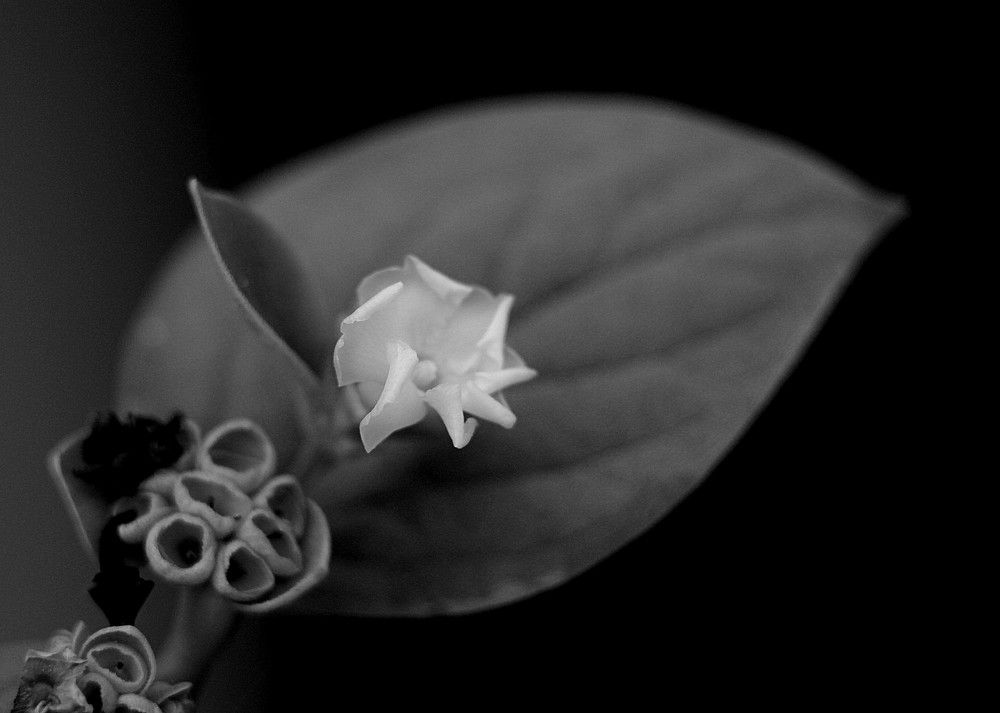 Photograph by MAHMOUD AKBAR