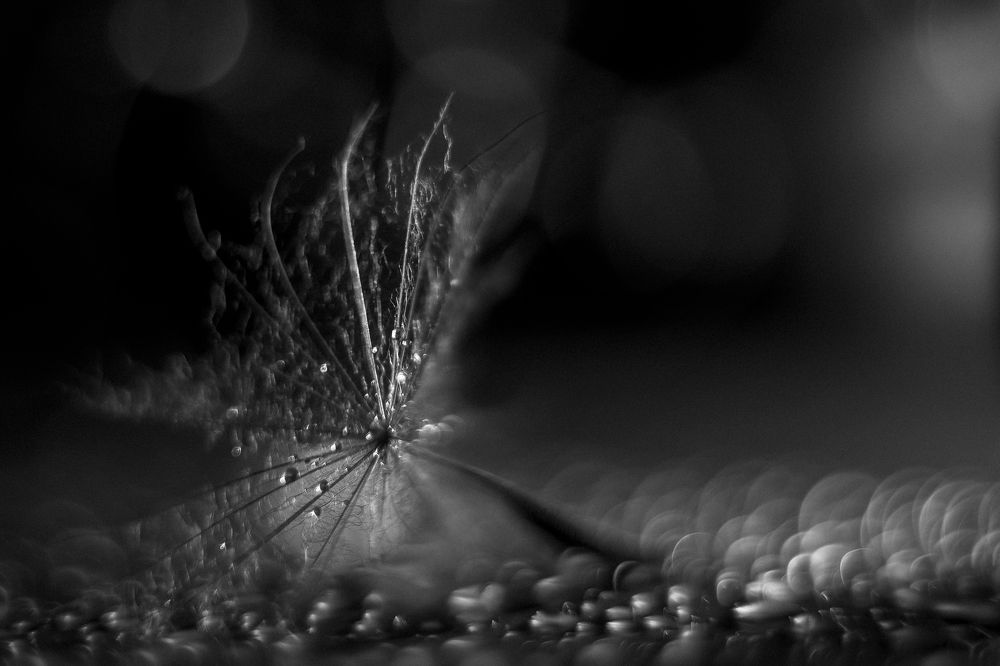 Фотография автора Анжелика