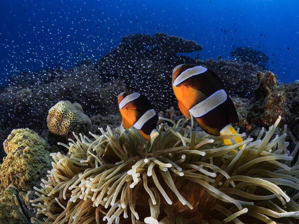 Underwater at the stars