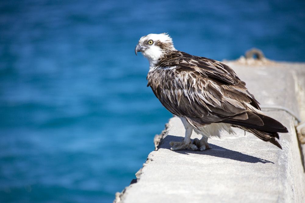 Photograph by Игорь Селин