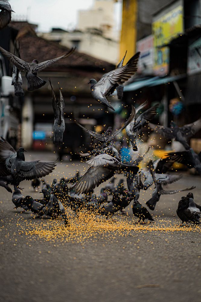 The flutter of survival