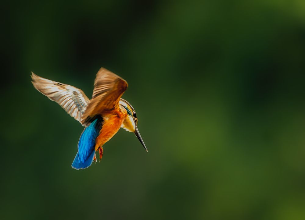 praying kingfisher