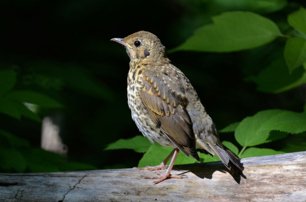 Фотография автора Вадим Писарев