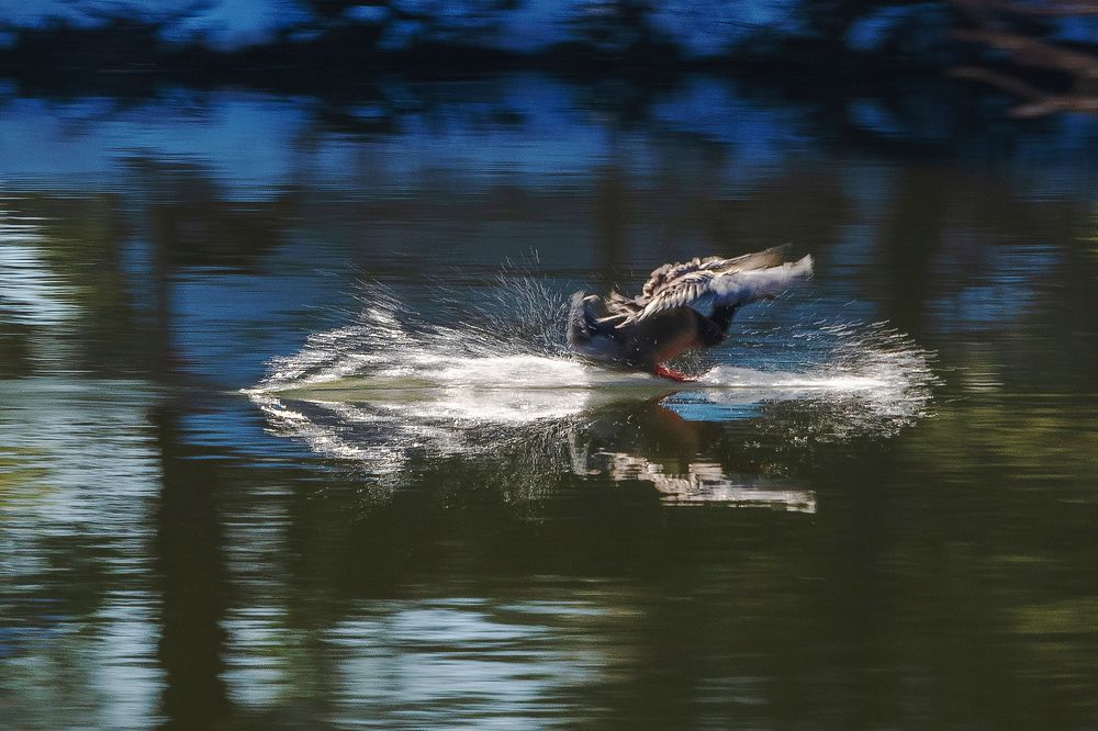 Green head duck landing.